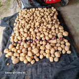 팜모닝 감자·자유게시판 게시글 이미지