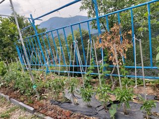 강미화님의 기타작물 · 자유게시판 작성글 사진