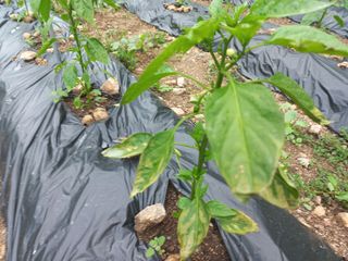 박동준님의 고추 · 영농일지 작성글 사진