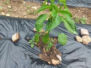 박동준님의 고추 · 영농일지 작성글 사진