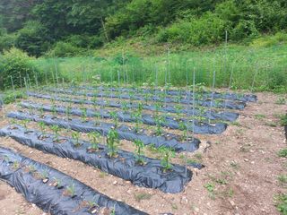 박동준님의 고추 · 영농일지 작성글 사진