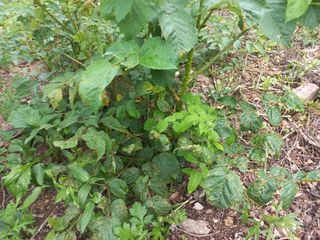 박동준님의 두릅 · 영농일지 작성글 사진