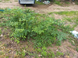 박동준님의 두릅 · 영농일지 작성글 사진