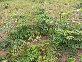 박동준님의 두릅 · 영농일지 작성글 사진