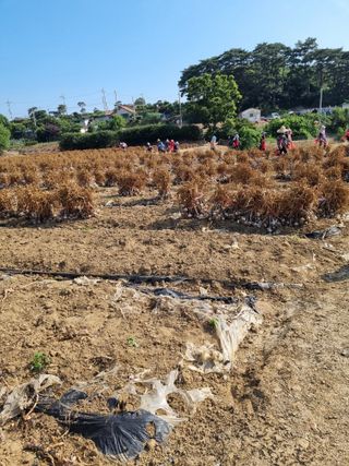 김유미님의 마늘 · 수확 작성글 사진