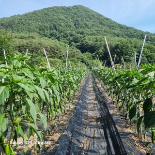 가야산자락한수덕님의 고추 · 영농일지 작성글 사진
