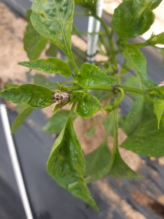 신 난다님의 고추 · 병해충상담 작성글 사진