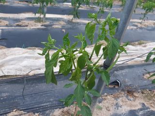 신 난다님의 고추 · 병해충상담 작성글 사진