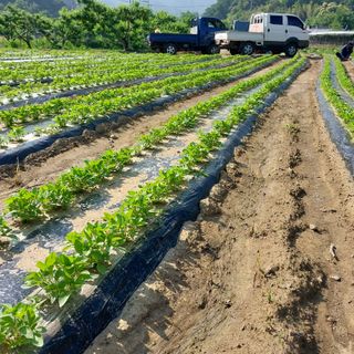 박수연님의 참깨 · 자유게시판 작성글 사진