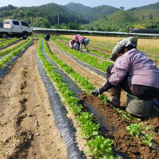 박수연님의 참깨 · 자유게시판 작성글 사진