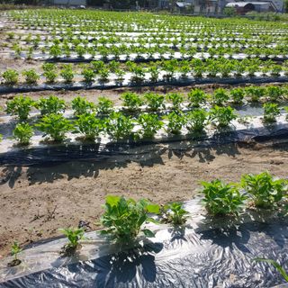 박수연님의 참깨 · 자유게시판 작성글 사진