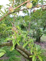 팜모닝 자두·병해충상담 게시글 이미지