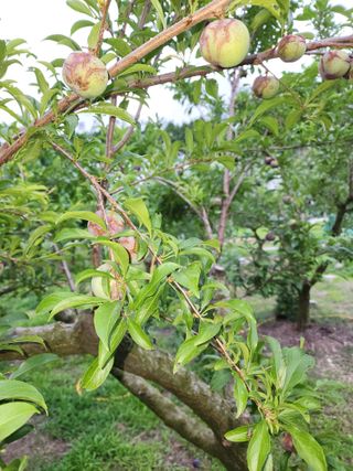 포~농님의 자두 · 병해충상담 작성글 사진