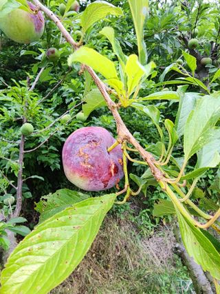 포~농님의 자두 · 병해충상담 작성글 사진