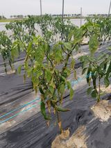 팜모닝 고추·병해충상담 게시글 이미지