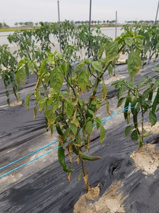 까망고무신님의 고추 · 병해충상담 작성글 사진