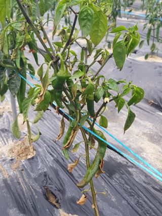 까망고무신님의 고추 · 병해충상담 작성글 사진