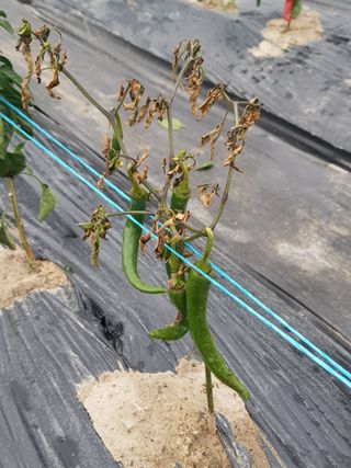 까망고무신님의 고추 · 병해충상담 작성글 사진