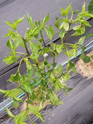 까망고무신님의 고추 · 병해충상담 작성글 사진