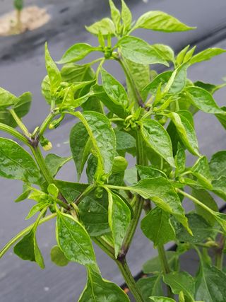 까망고무신님의 고추 · 병해충상담 작성글 사진