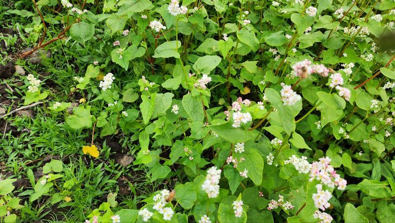 미쁨농원 님의 장터 판매 상품 [제주산 벌꿀 2.4kg] 첨부 사진