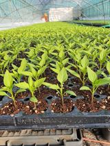 팜모닝 기타작물·병해충상담 게시글 이미지