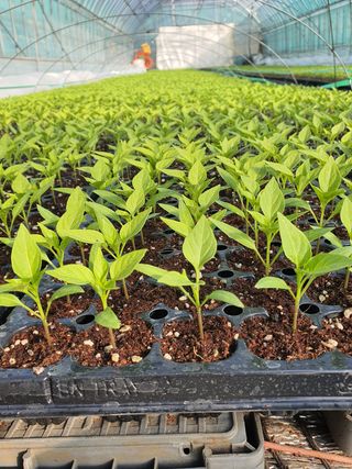 전용표님의 기타작물 · 병해충상담 작성글 사진