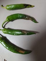 팜모닝 고추·병해충상담 게시글 이미지