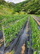 팜모닝 고추·지주설치•유인•성장 게시글 이미지