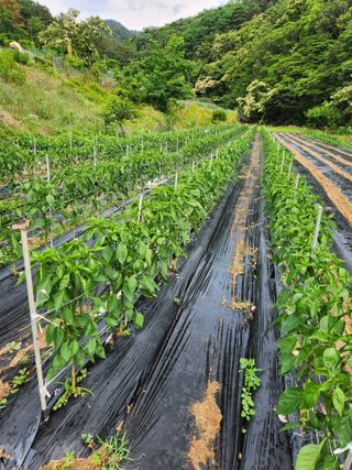 kis님의 고추 · 지주설치•유인•성장 작성글 사진