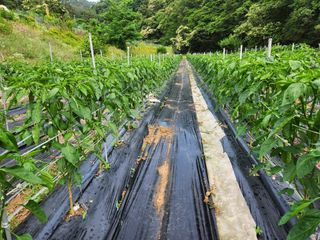 kis님의 고추 · 지주설치•유인•성장 작성글 사진