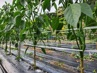 kis님의 고추 · 지주설치•유인•성장 작성글 사진