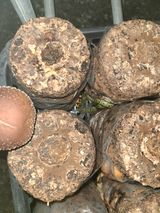 팜모닝 버섯·일상 게시글 이미지