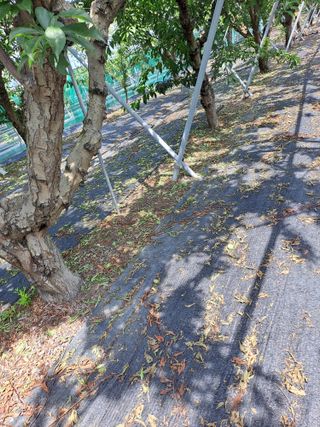 호박4539님의 자두 · 자유게시판 작성글 사진