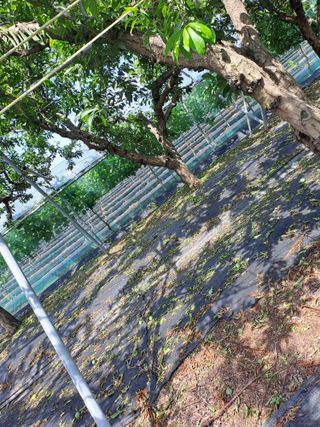 호박4539님의 자두 · 자유게시판 작성글 사진