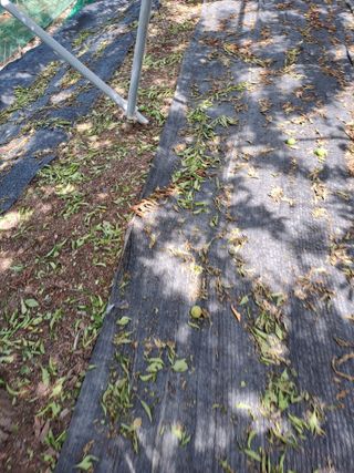 호박4539님의 자두 · 자유게시판 작성글 사진