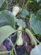 팜모닝 호박·자유게시판 게시글 이미지