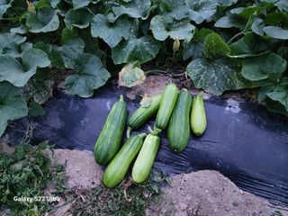 강신규님의 호박 · 자유게시판 작성글 사진