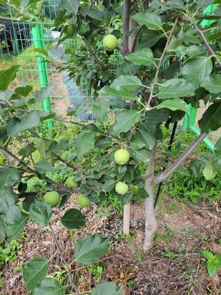 정자형님의 사과 · 제초 작성글 사진