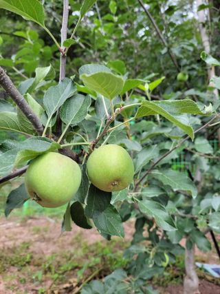 정자형님의 사과 · 제초 작성글 사진