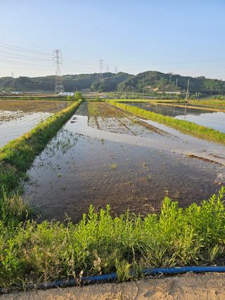 전복수님의 벼 · 영농일지 작성글 사진
