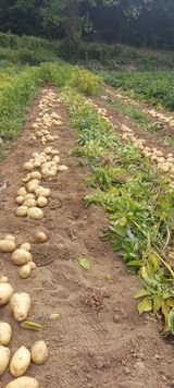 팜모닝 자유주제·자유게시판 게시글 이미지