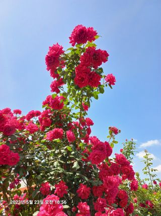 조준제님의 우리동네 · 동네자랑 작성글 사진