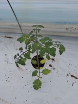 팜모닝 토마토·병해충상담 게시글 이미지