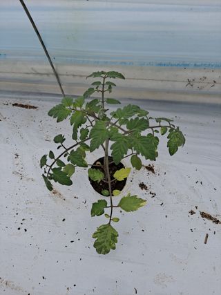 강선구님의 토마토 · 병해충상담 작성글 사진