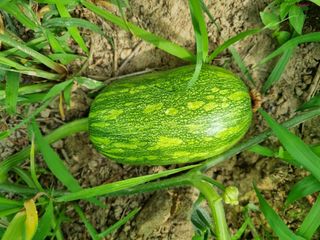 최점규님의 호박 · 자유게시판 작성글 사진