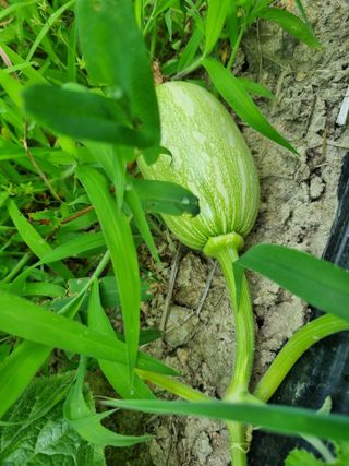 최점규님의 호박 · 자유게시판 작성글 사진