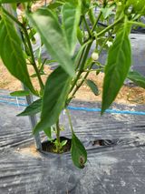 팜모닝 고추·병해충상담 게시글 이미지