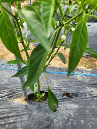 조가든님의 고추 · 병해충상담 작성글 사진