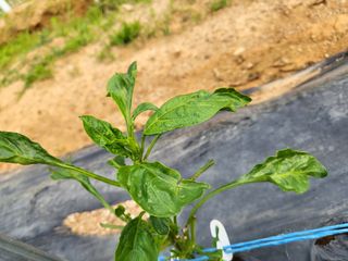 조가든님의 고추 · 병해충상담 작성글 사진